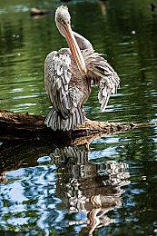 《哥特王朝：重制版》新情报及截图 游戏改进很多